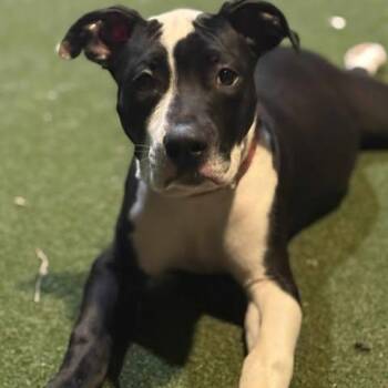 Rescue Mixed Breed Dogs for Adoption in Wando, South Carolina - Squash | PetCurious