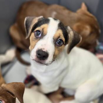 Betty -  Mixed Breed Dog for Adoption in Sarasota, Florida - Betty | PetCurious