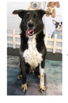 Rescue Australian Shepherd Dogs for Adoption in Chesapeake, Virginia - Maverick-beautiful Australian Shepherd And Lab Mix | PetCurious
