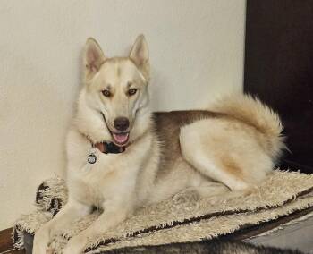 Jolene- the Perfect Shepsky Combo -  Husky and German Shepherd Dog Dog for Adoption in Missoula, Montana - Jolene- The Perfect Shepsky Combo | PetCurious