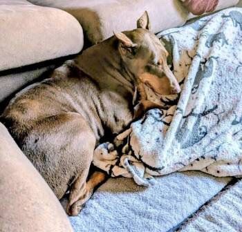 Stella -  Doberman Pinscher Dog for Adoption in Evergreen, Colorado - Stella | PetCurious