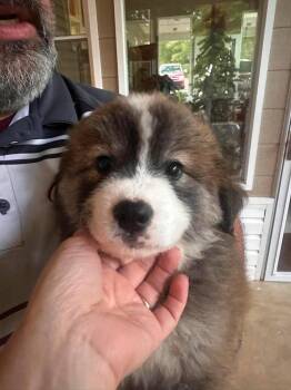 Mime -  Mixed Breed Dog for Adoption in Groveland, Massachusetts - Mime | PetCurious