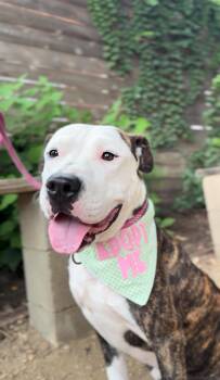 Rescue Boxer Dogs for Adoption in Houston, Texas - Trio | PetCurious