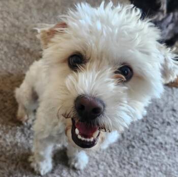 Remy -  Miniature Poodle Dog for Adoption in Tacoma, Washington - Remy | PetCurious
