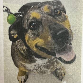 Tater -  Catahoula Leopard Dog and Mixed Breed Dog for Adoption in Jupiter, Florida - Tater | PetCurious