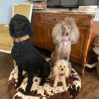 Max -  Standard Poodle Dog for Adoption in Lakewood Ranch, Florida - Max | PetCurious