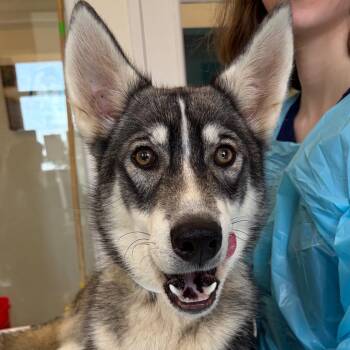 Aspen -  Siberian Husky Dog for Adoption in Nashville, Tennessee - Aspen | PetCurious