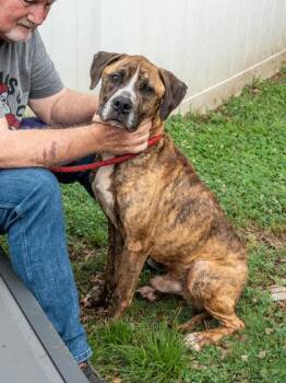 Bremming -  Mixed Breed Dog for Adoption in Chamblee, Georgia - Bremming | PetCurious