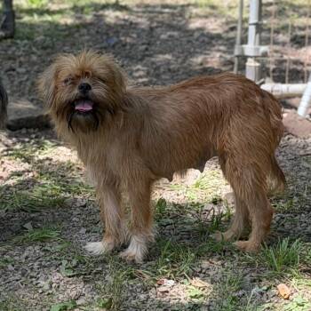 Stacy -  Brussels Griffon and Mixed Breed Dog for Adoption in Fort Smith, Arkansas - Stacy | PetCurious