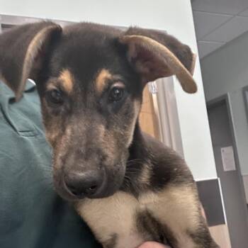 Saxton -  German Shepherd Dog Dog for Adoption in Chattanooga, Tennessee - Saxton | PetCurious