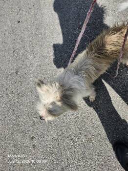 UNKNOW -  Terrier Dog for Adoption in San Antonio, Texas - UNKNOW | PetCurious