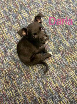 Darla -  Terrier Dog for Adoption - Darla | PetCurious