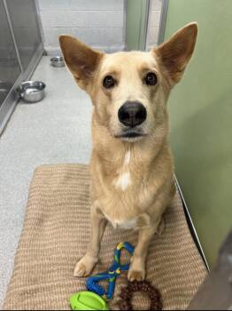 Bear -  Husky and German Shepherd Dog Dog for Adoption in Delhi, New York - Bear | PetCurious