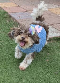 Danna -  Maltipoo Dog for Adoption in Fallbrook, California - Danna | PetCurious