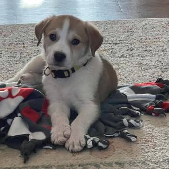 Mixed Breed Dogs Available for Adoption in West Olive, Michigan - Yukon | PetCurious