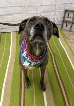 Mixed Breed Dogs Available for Adoption - Dandelion Yellow | PetCurious