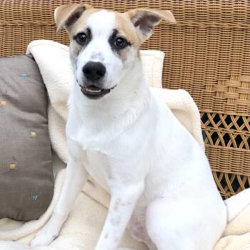 Sammy (Matagorda Boys) -  Husky and Labrador Retriever Dog for Adoption in Conroe, Texas - Sammy (Matagorda Boys) | PetCurious