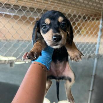 Plum Pudding -  Shepherd and Mixed Breed Dog for Adoption in Edinburg, Texas - Plum Pudding | PetCurious