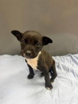Mixed Breed Dogs Available for Adoption in West Chester, Pennsylvania - Taz | PetCurious