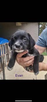 Rescue Miniature Schnauzer Dogs for Adoption in Myrtle, Mississippi - Evan | PetCurious