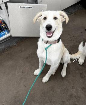 COCONUT -  Mixed Breed Dog for Adoption in Dallas, Texas - COCONUT | PetCurious