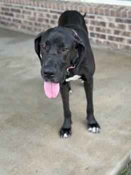 Great Dane Dogs Available for Adoption in Houston, Texas - Sailor | PetCurious