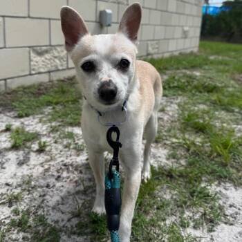 Nino -  Rat Terrier Dog for Adoption in Englewood, Florida - Nino | PetCurious