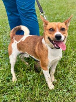 SHERBERT -  Chihuahua and Mixed Breed Dog for Adoption in York, South Carolina - SHERBERT | PetCurious