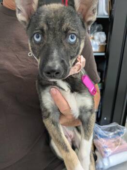 Maxine -  Klee Kai and Chihuahua Dog for Adoption in Columbia, Maryland - Maxine | PetCurious
