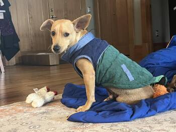Miniature Dachshund Dogs Available for Adoption in Albion, New York - Mateo | PetCurious