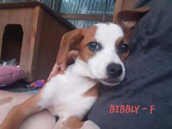 Bibbly (3mo, 20lbs) -  Hound Dog for Adoption in Hinton, West Virginia - Bibbly (3mo, 20lbs) | PetCurious