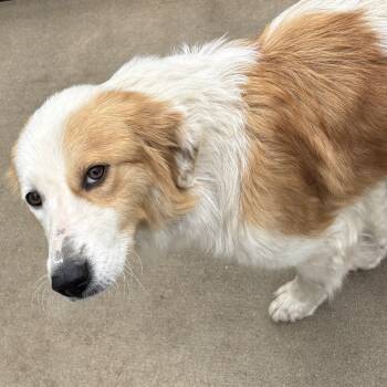 Collie Dogs Available for Adoption in Dixon, Illinois - Lucy | PetCurious
