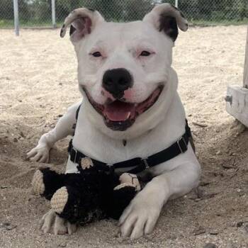 Ghost -  Mixed Breed Dog for Adoption in Janesville, Wisconsin - Ghost | PetCurious