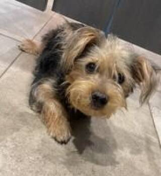 Red Bull -  Poodle and Mixed Breed Dog for Adoption in Kansas City, Missouri - Red Bull | PetCurious