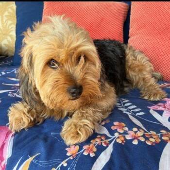 Cuddles -  Yorkie Poo Dog Available for Adoption in Tulsa, Oklahoma - Cuddles | PetCurious