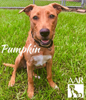 Rescue Redbone Coonhound and Black Mouth Cur Dogs for Adoption in Magnolia, Texas - Pumpkin | PetCurious