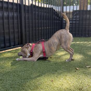 Paulie -  Chocolate Labrador Retriever and Mixed Breed Dog for Adoption in Charlottesville, Virginia - Paulie | PetCurious