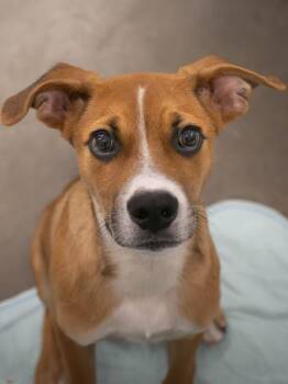 AAD Featured Pet! Rye - 26091 -  Shepherd Dog for Adoption in Armonk, New York - AAD Featured Pet! Rye - 26091 | PetCurious