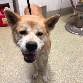 Aki -  Akita Dog for Adoption in San Gabriel, California - Aki | PetCurious