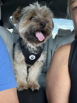 Little Winston -  Yorkshire Terrier and Cairn Terrier Dog for Adoption in Henderson, Nevada - Little Winston | PetCurious