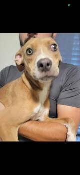 Rescue Hound Dogs for Adoption in Plato Center, Illinois - Harriet | PetCurious