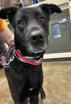 Rocket -  Mixed Breed Dog for Adoption in Cincinnati, Ohio - Rocket | PetCurious