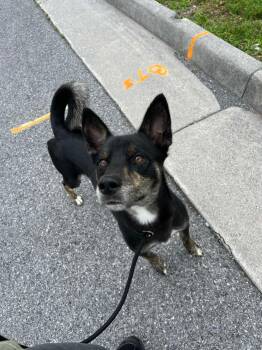 Tank -  Husky and American Staffordshire Terrier Dog for Adoption in Front Royal, Virginia - Tank | PetCurious