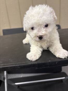 Bichon Frise Dogs Available for Sale in Newton, North Carolina - Leah | PetCurious