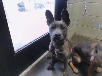 German Shepherd Dog and Mixed Breed Dogs Available for Adoption - CALI | PetCurious