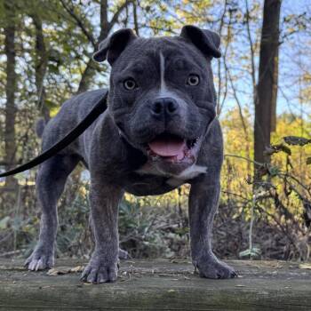 Tater Tot -  American Bulldog Dog for Adoption in Mooresville, Indiana - Tater Tot | PetCurious