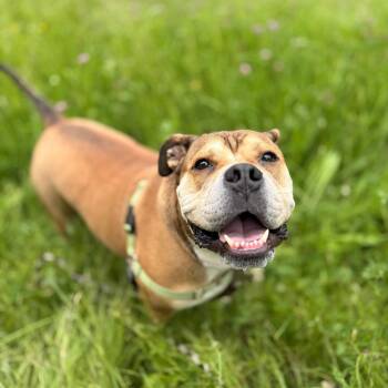 Yookie -  English Bulldog Dog for Adoption in Bellingham, Washington - Yookie | PetCurious