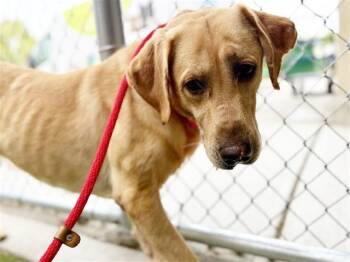 Rescue Labrador Retriever Dogs for Adoption in Brentwood, Missouri - HENRY | PetCurious