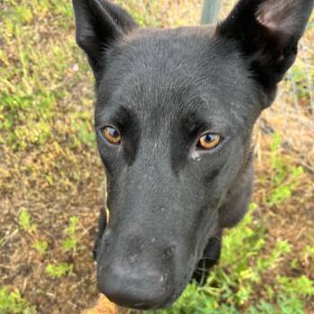 Mixed Breed Dogs Available for Adoption in Spokane, Washington - Asher | PetCurious