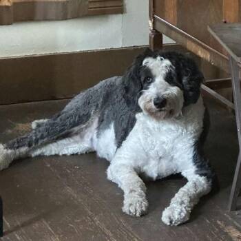 Sheepadoodle Dogs Available for Adoption - Joey | PetCurious